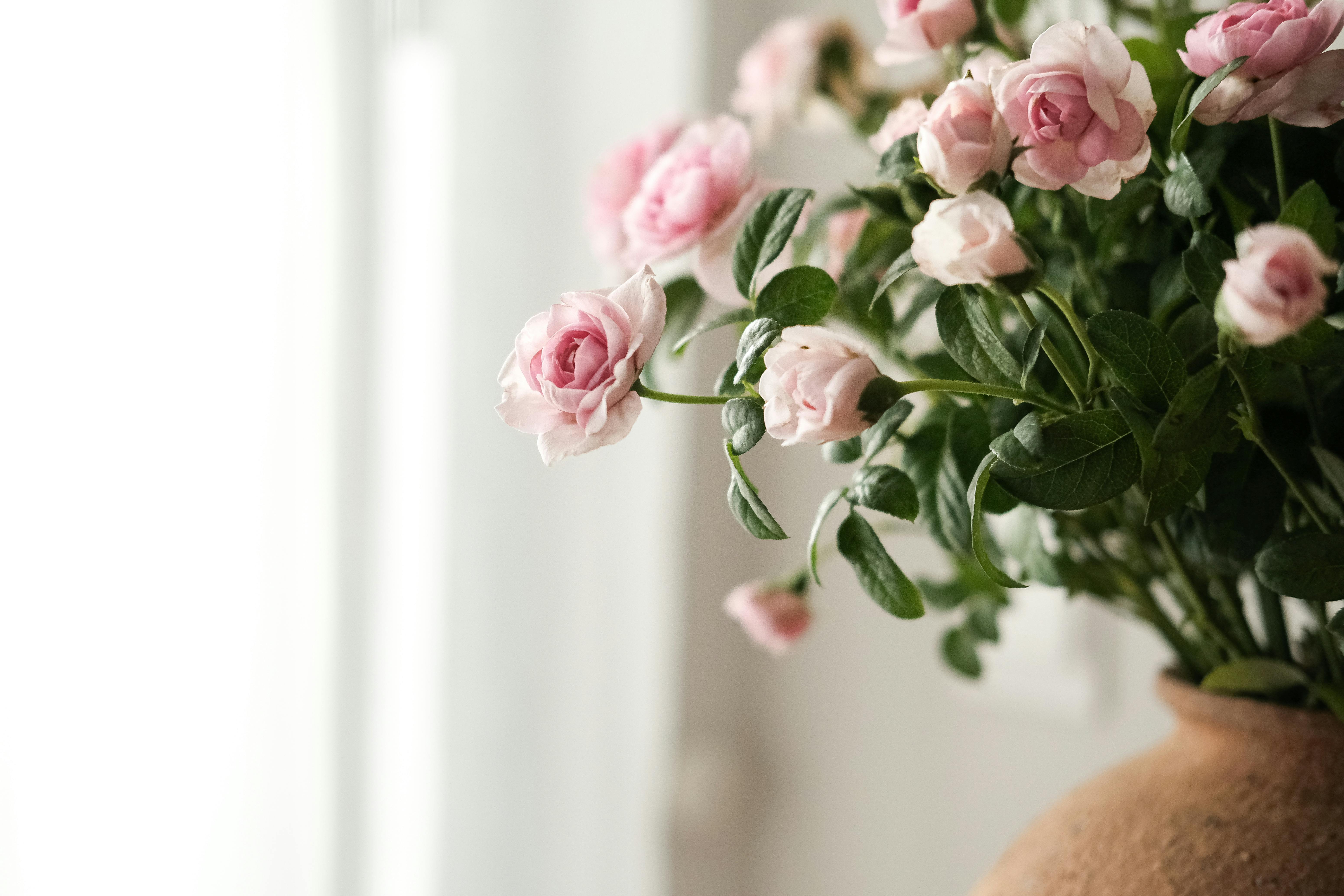 A beautiful close-up of a pink rose bouquet in gentle, natural lighting indoors.