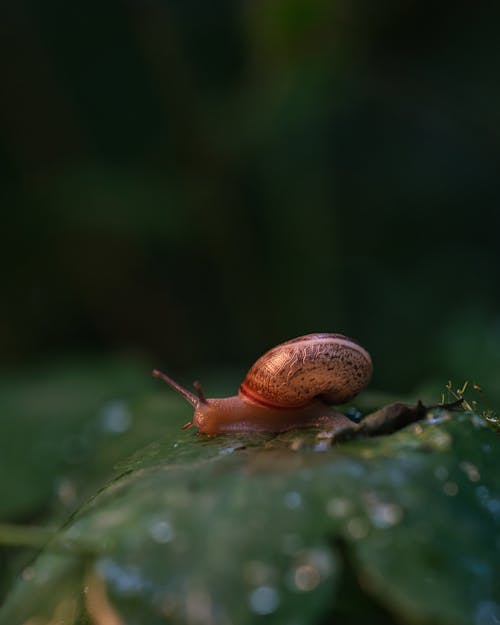 Základová fotografie zdarma na téma abstraktní pozadí, anténa, bezobratlí