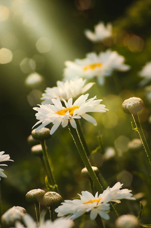 Gratis lagerfoto af bane, blad, blomst