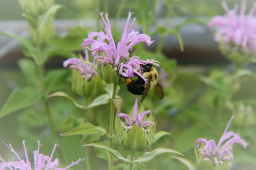 Free stock photo of bee, bee balm, bee on flower