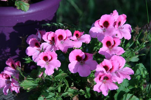 Free stock photo of geranium