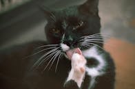 特写肖像中，一只黑白相间的猫正用舌头梳理爪子