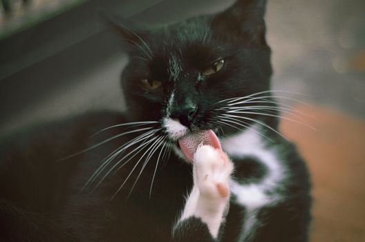 特写肖像中，一只黑白相间的猫正用舌头梳理爪子