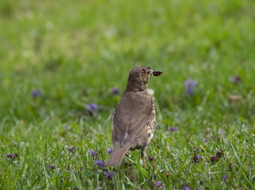 Free A young bird holding a worm stands in a vibrant grassy field, showcasing nature's beauty. Stock Photo