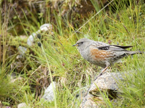 Alpine Accentor perched on a rock in Zakopane, showcasing wildlife in its natural habitat.