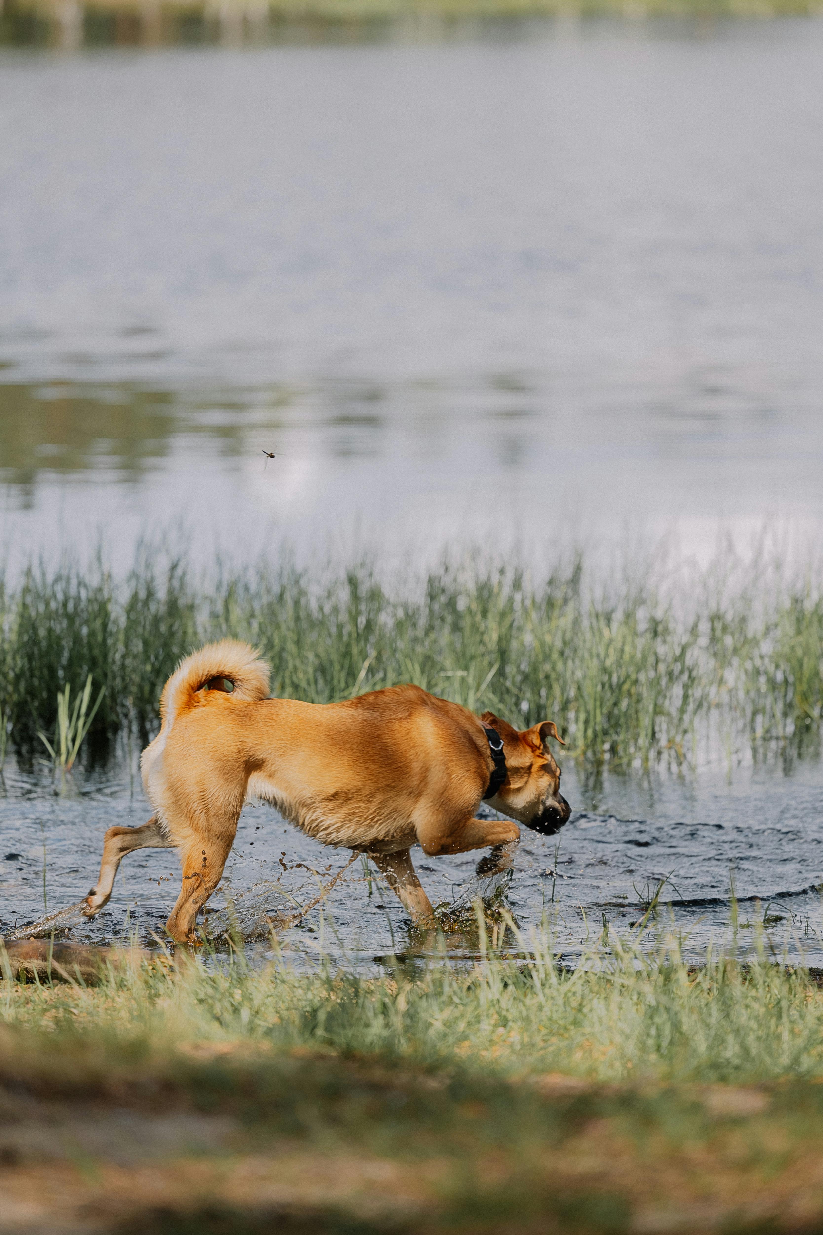 dog walking into water