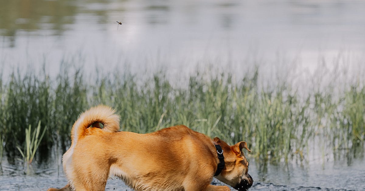 A dog is running through the water near a lake