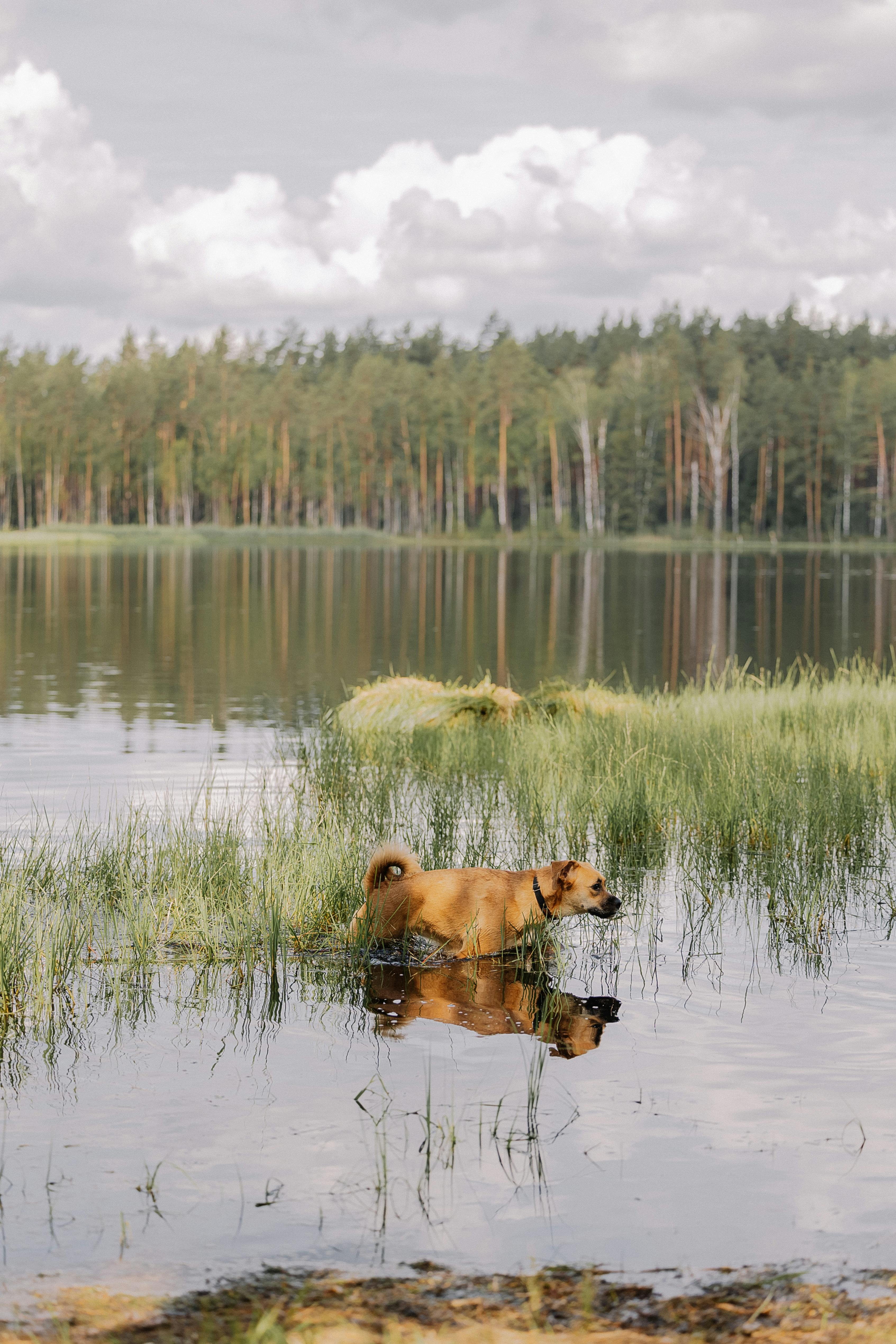 A dog is standing in the water near a forest