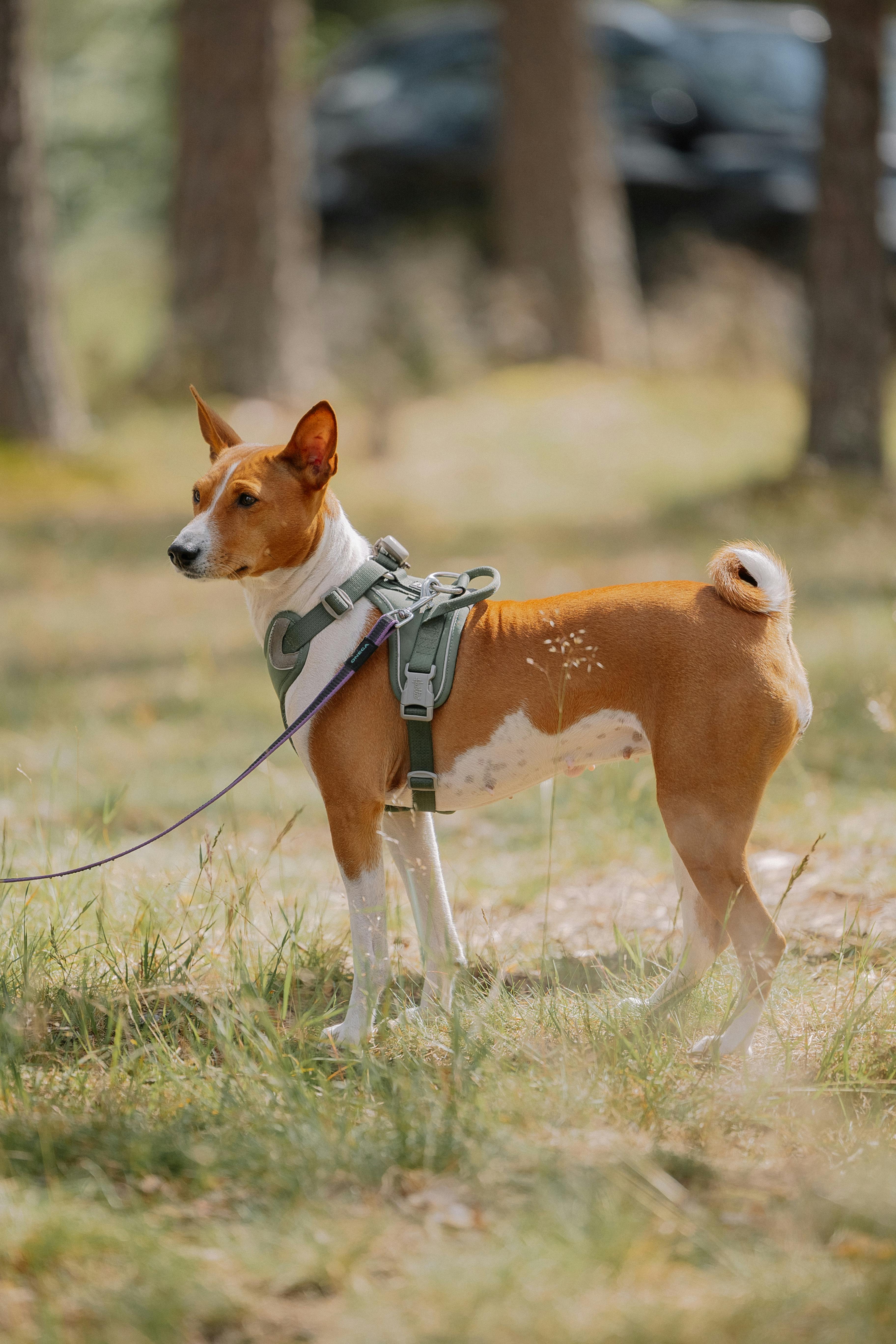 Choosing the Perfect Collapsible Dog Crate Size