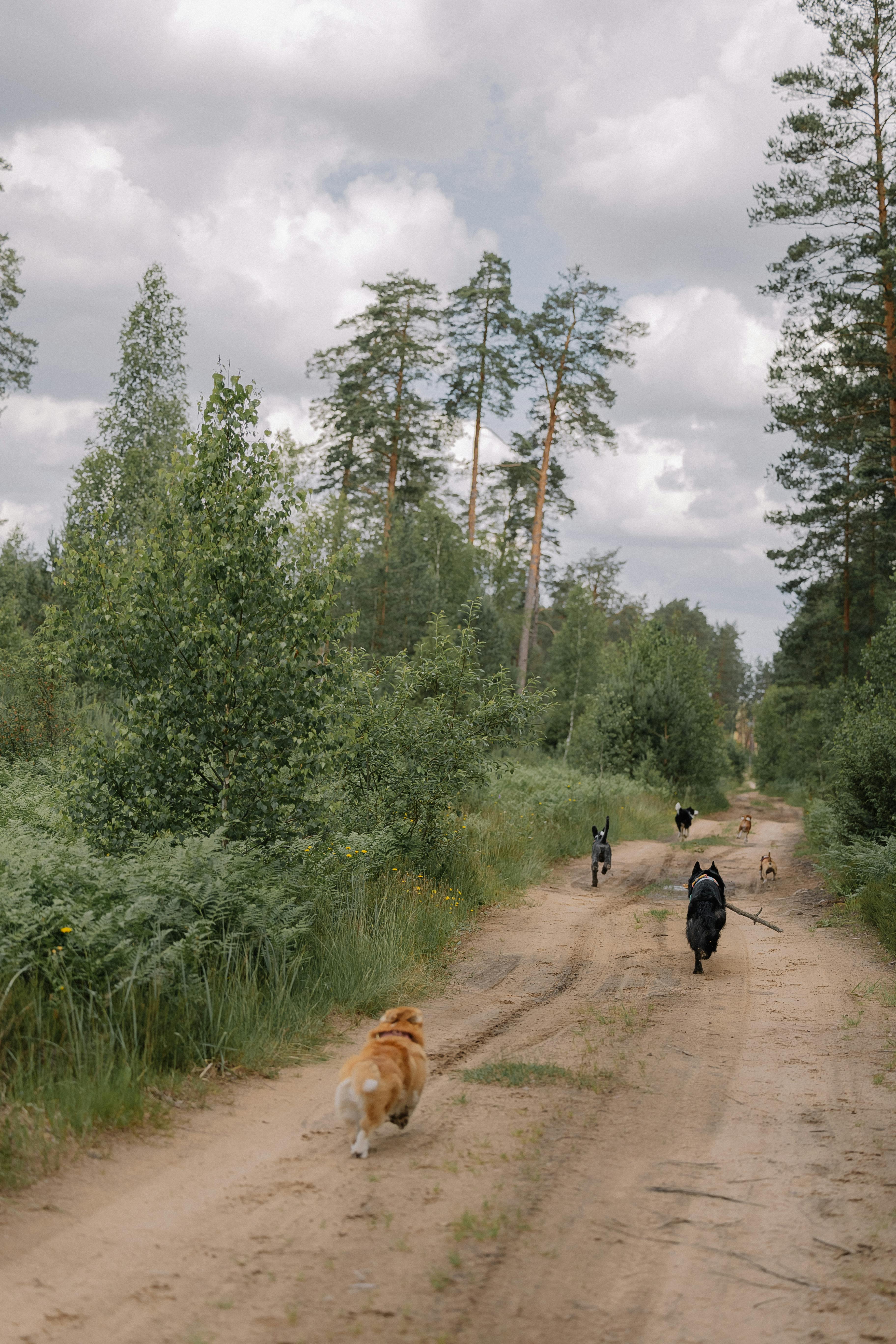 A dog and a person walking down a dirt road