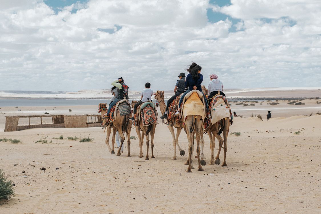Camels Being Ridden People Riding Camels in the Desert · Free Stock Photo