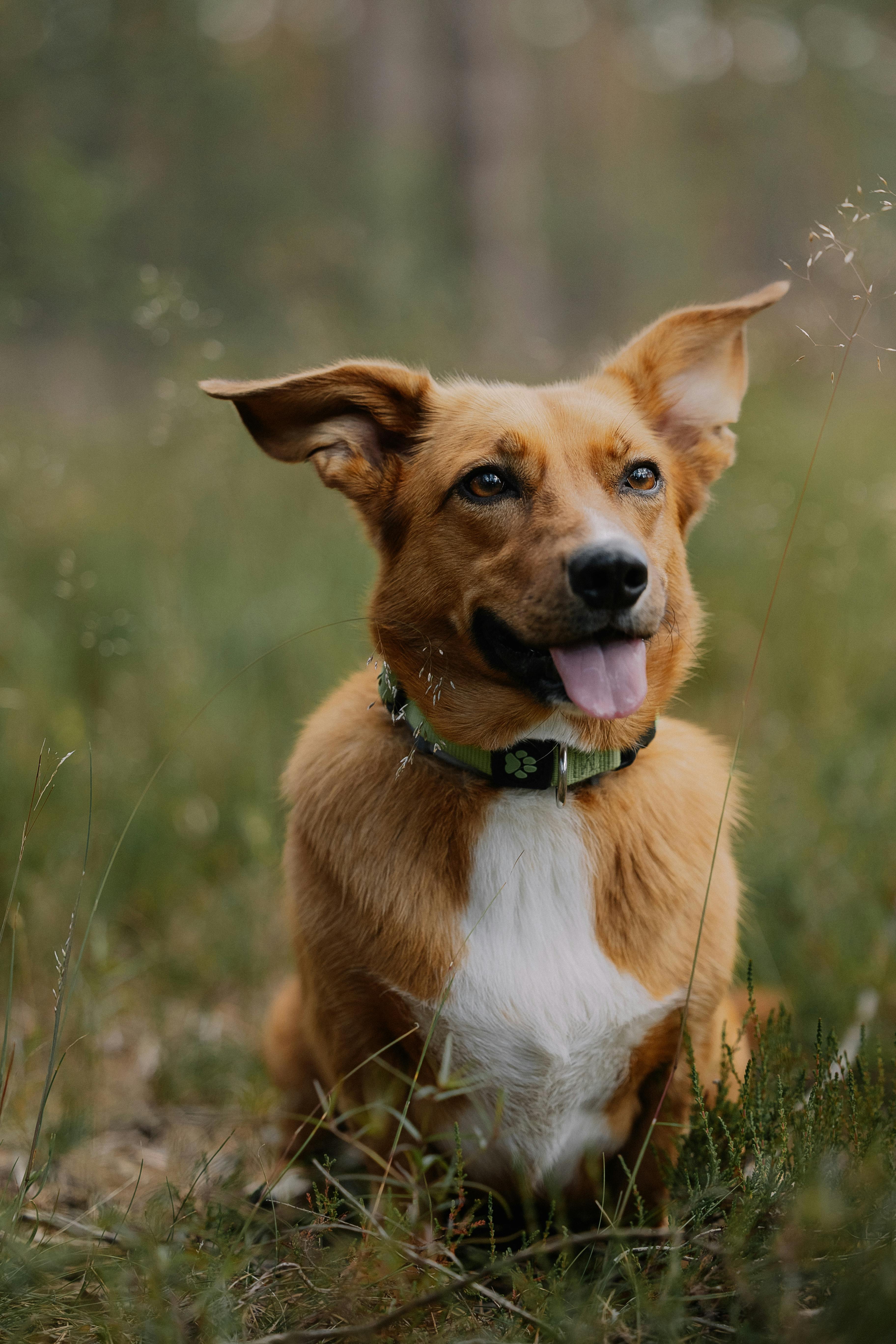 a dog sitting on the ground