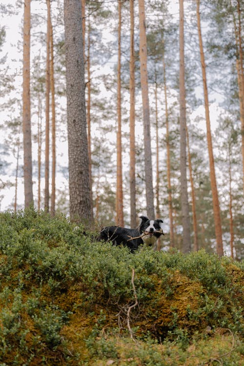 Free A black and white dog is standing on top of a hill Stock Photo