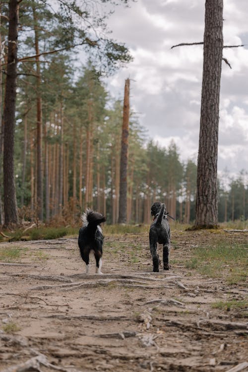 Free Two dogs running through the woods in the middle of a forest Stock Photo