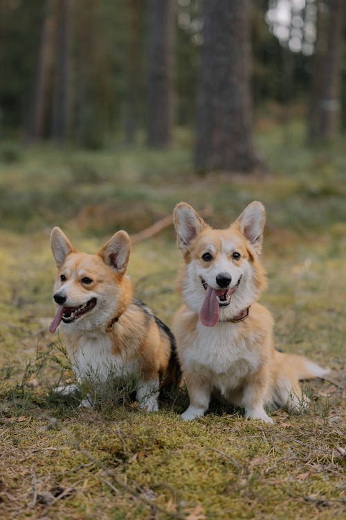 Free Two corgis sitting in the grass in front of a forest Stock Photo