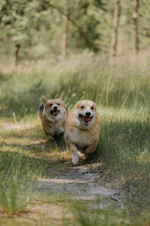 Free Two corgis running through a forest Stock Photo