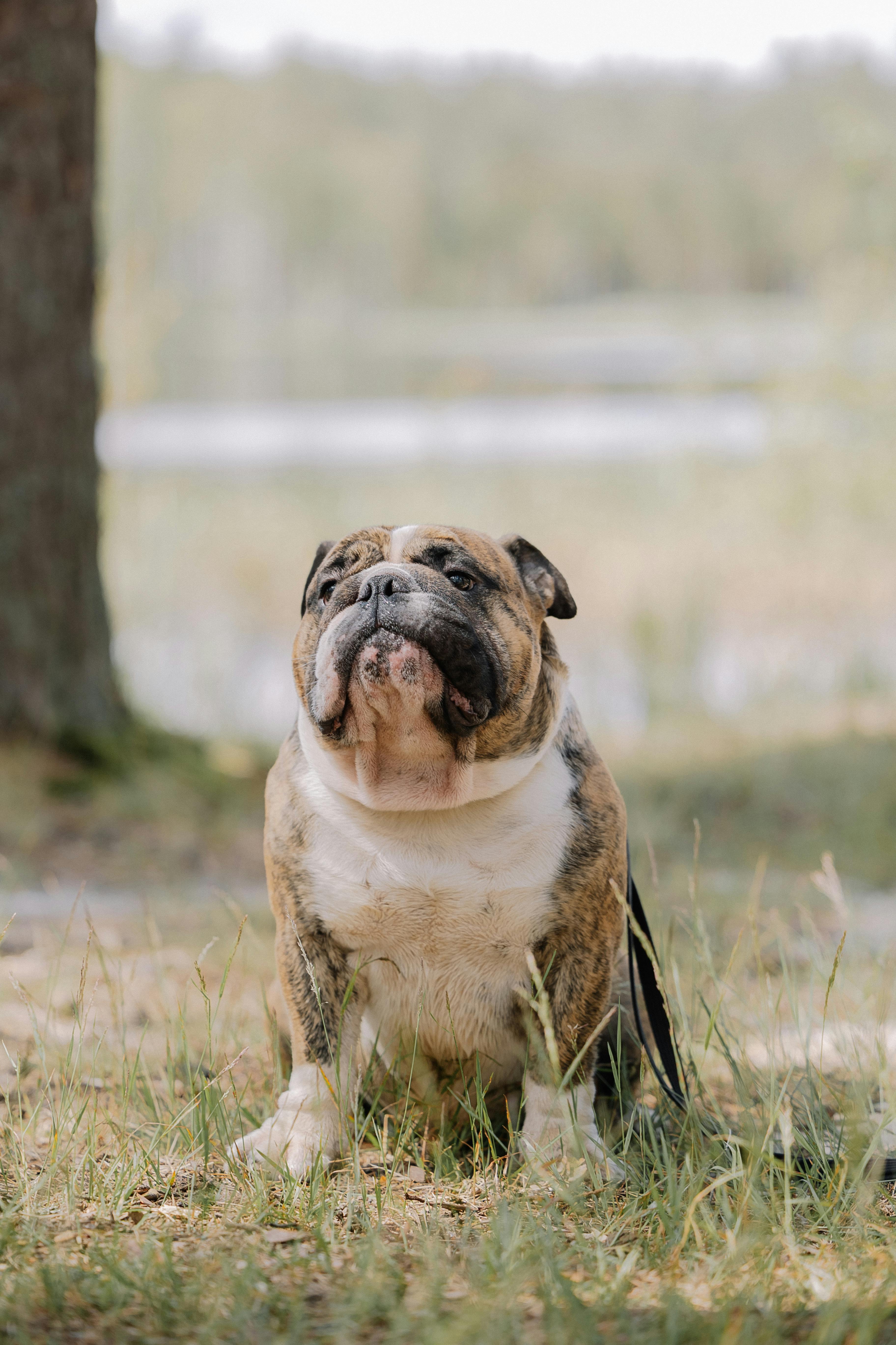 a bulldog sitting on the ground