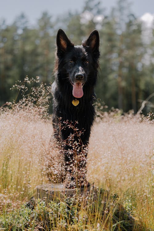 Free Photo of klaus, a german shepherd in stockholm, sweden Stock Photo