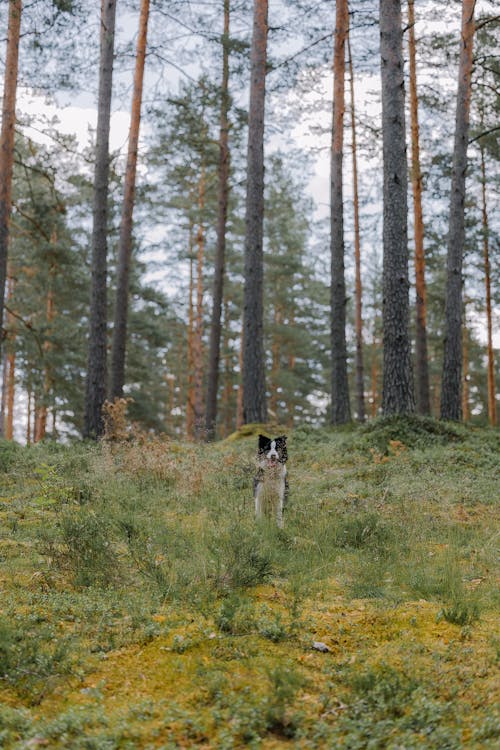 Free A dog is standing in the middle of a forest Stock Photo