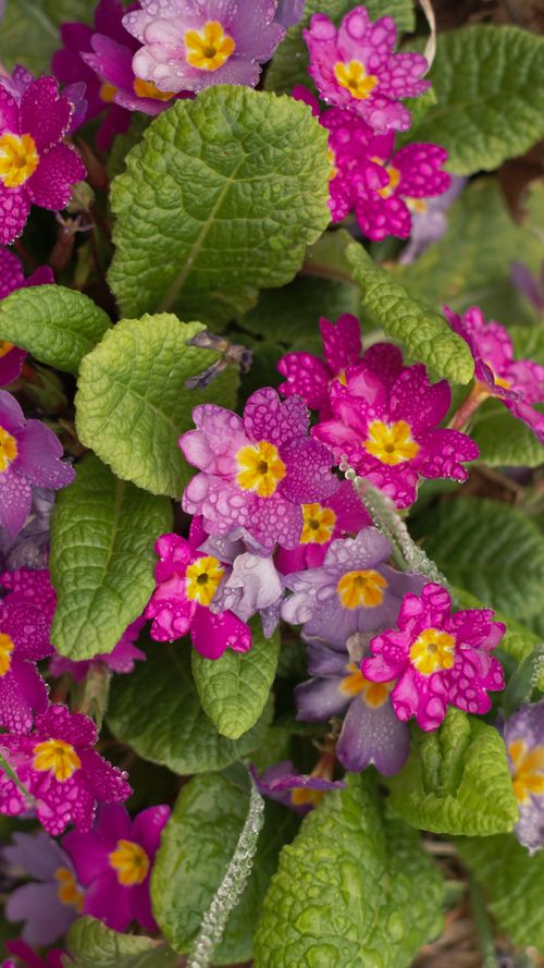 Free Close-up of colorful primula flowers adorned with raindrops, capturing the essence of spring beauty. Stock Photo