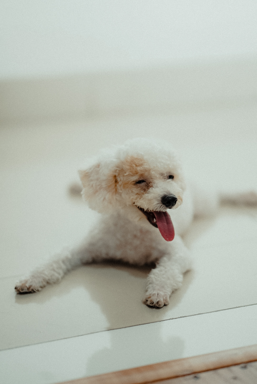 Free Cute white poodle puppy lying on the floor indoors, showing playful expression. Stock Photo