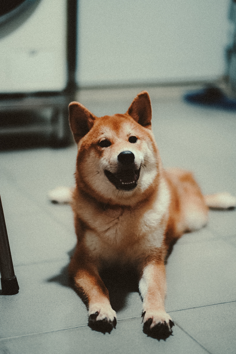 Hazel - photo 1
