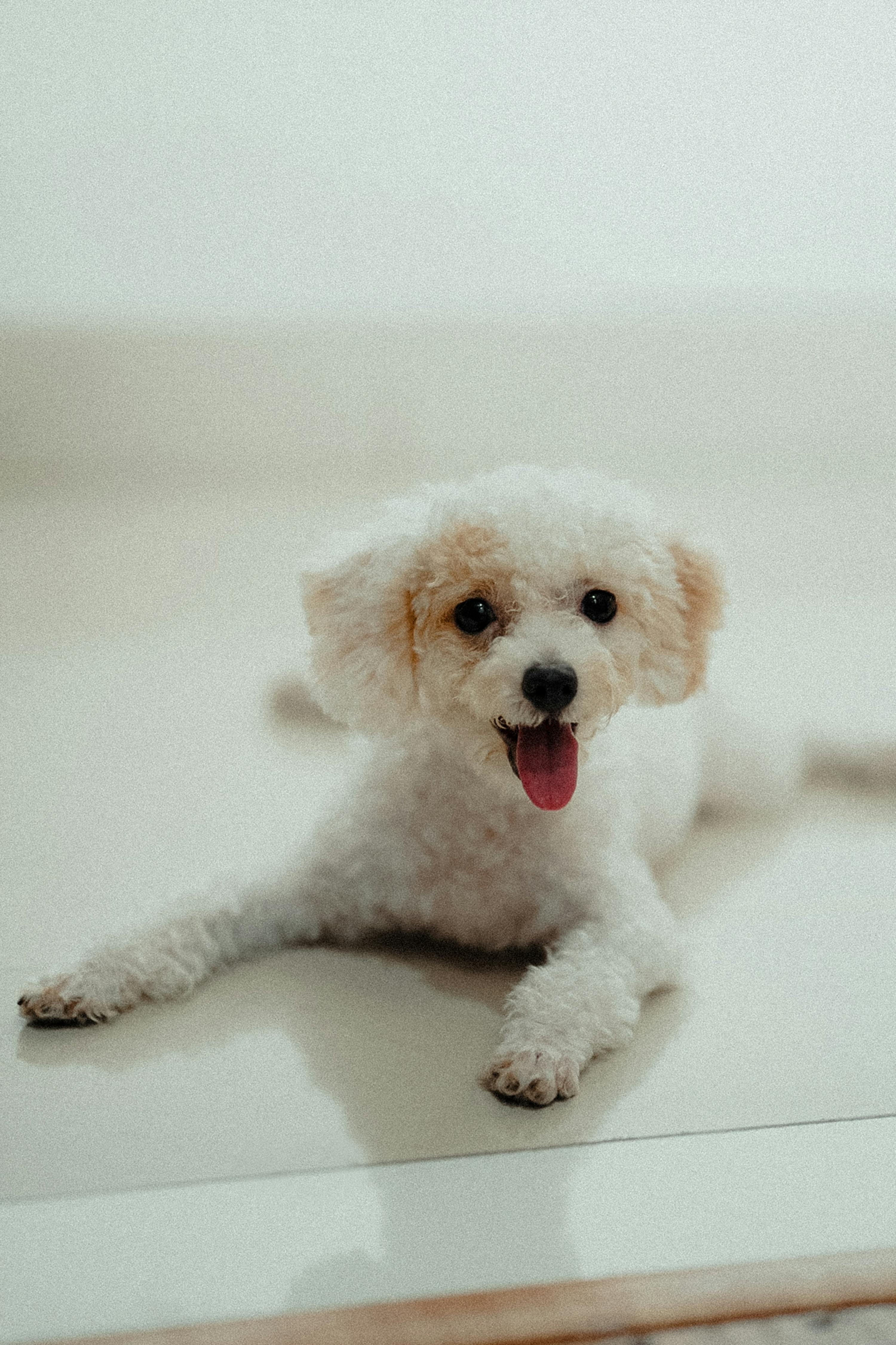Bichon Frise