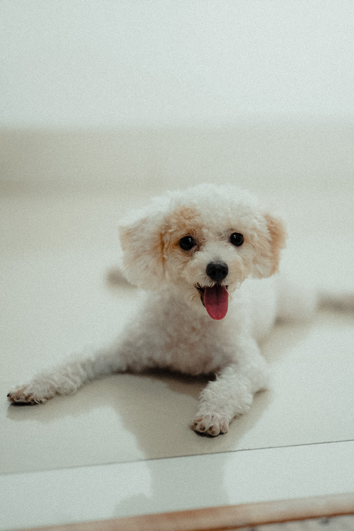 Free Cute white toy poodle dog lying down indoors on a bright shiny floor. Stock Photo
