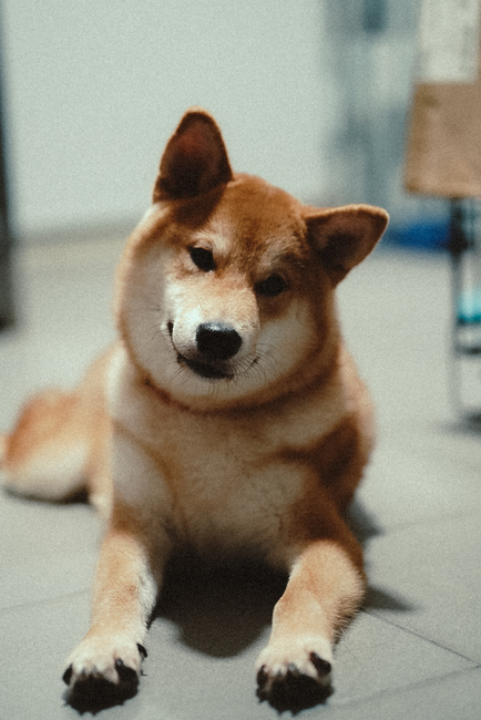 Charming Shiba Inu dog lying down indoors, showcasing its expressive face and relaxed demeanor.