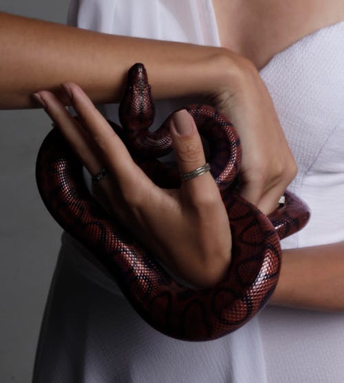 Photo of Person Holding Snake