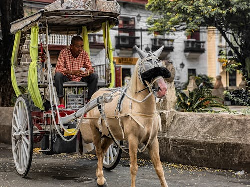 Foto d'estoc gratuïta de animal, atracció turística, carro