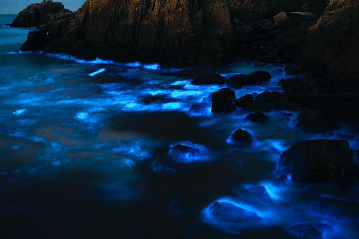 Bioluminescent water glowing blue where disturbed — light that appears to come from inside the water itself.