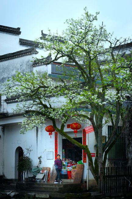 A traditional Asian building adorned with spring blossoms and Chinese lanterns, depicting cultural charm.