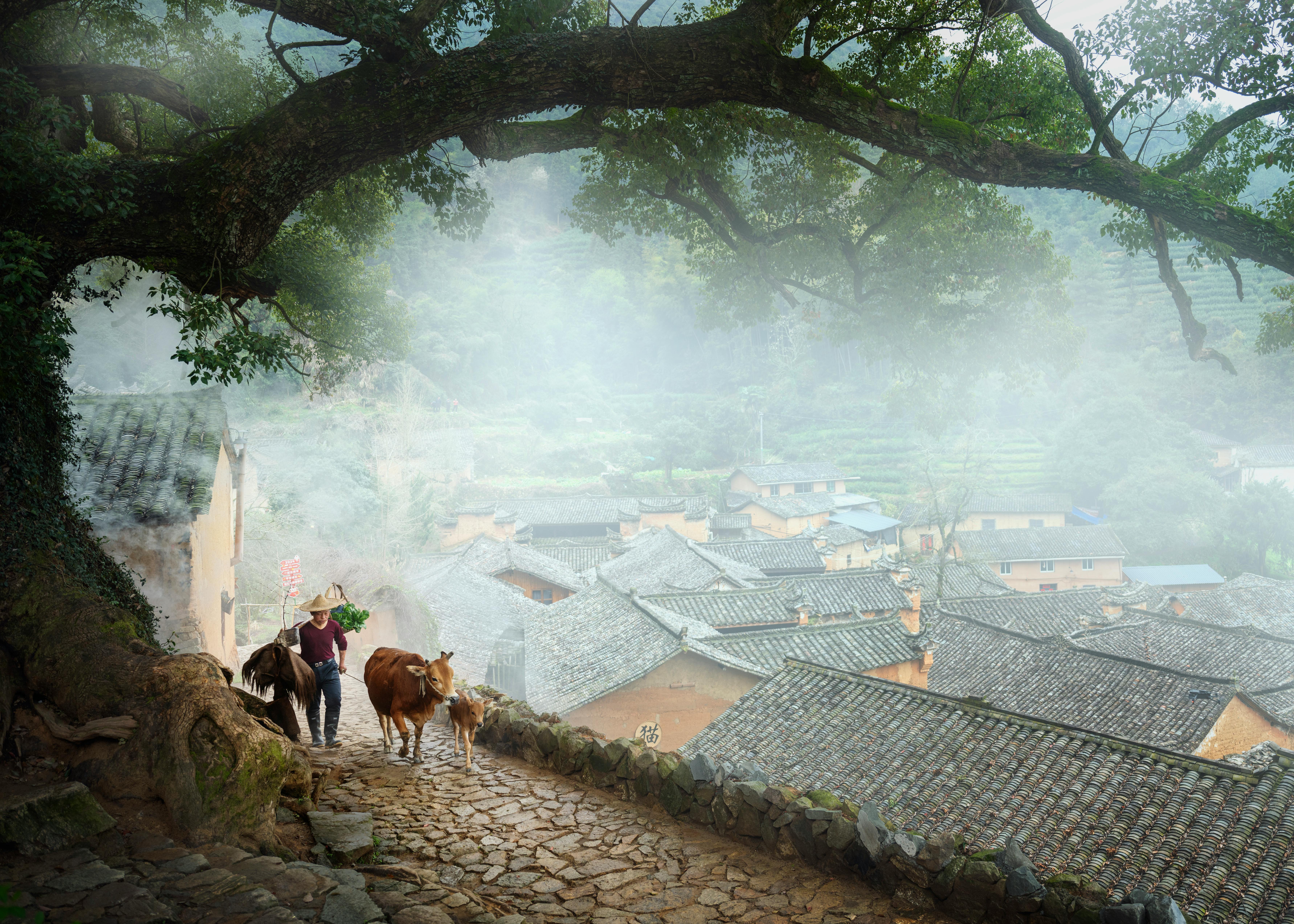 A farmer leads cattle along a misty cobblestone path in a traditional village.