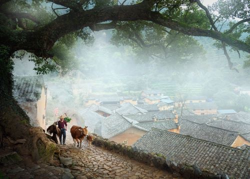 Free A farmer leads cattle along a misty cobblestone path in a traditional village. Stock Photo