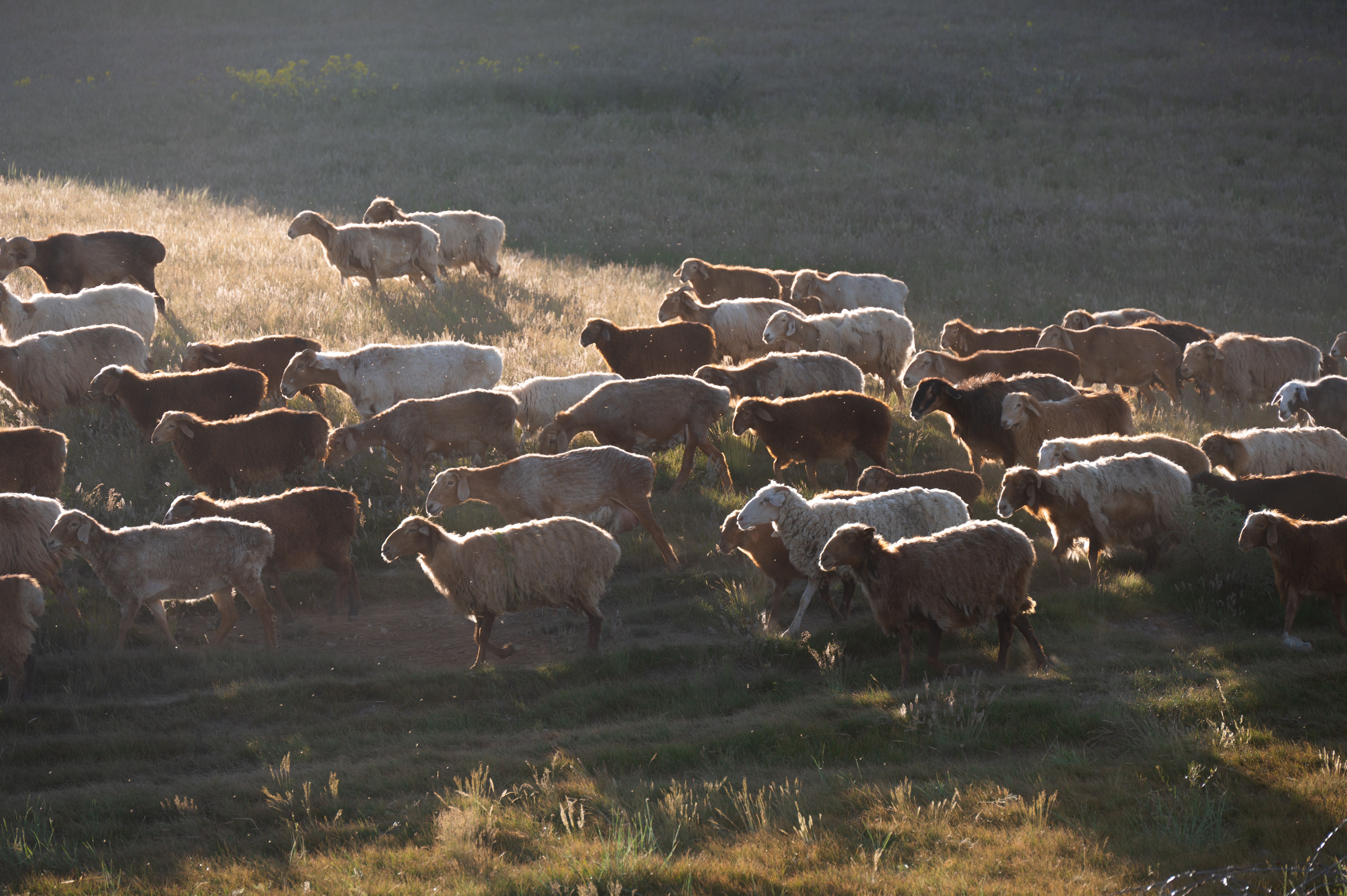 A Flock of Sheep on a Pasture · Free Stock Photo
