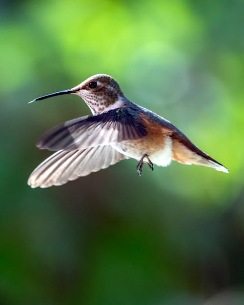 Foto Del Primo Piano Del Colibrì