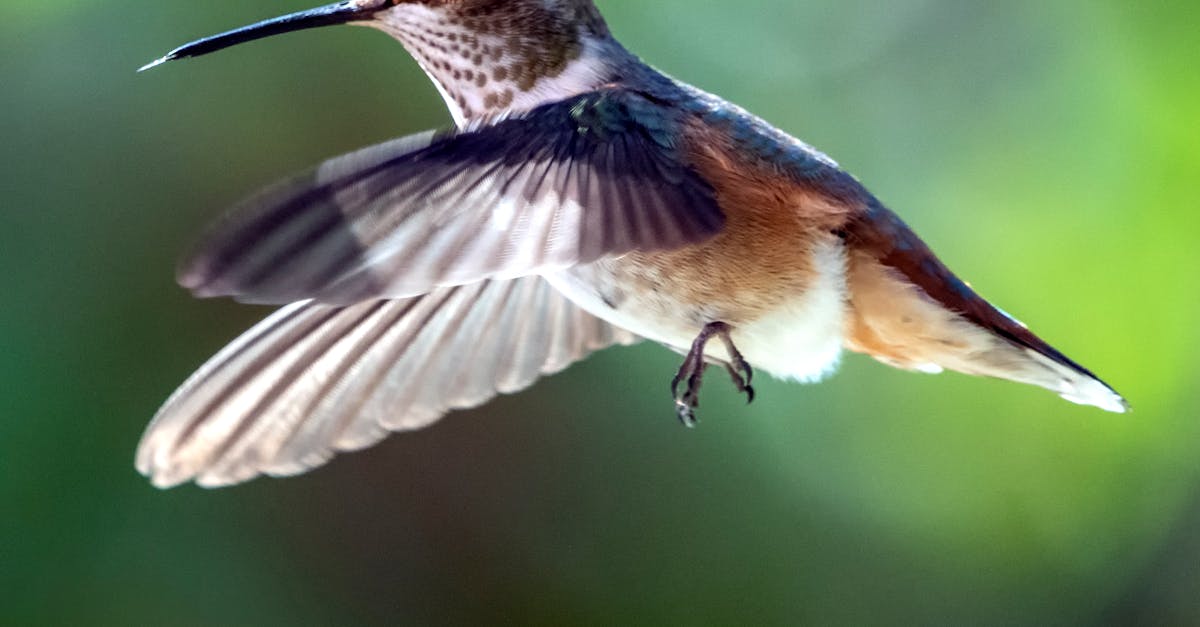 Why do birds make nest short answer?