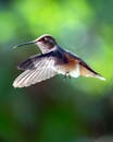 蜂鸟在飞行中的迷人图像，背景是模糊的绿色