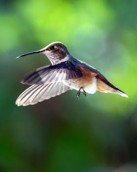蜂鸟在飞行中的迷人图像，背景是模糊的绿色