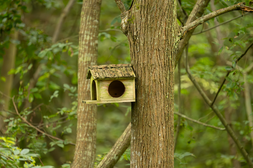 Free A rustic birdhouse attached to a tree in a lush forest, providing shelter for birds. Stock Photo