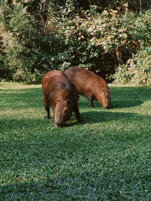 Free Pair of capybaras grazing on green grass in São Paulo park, vibrant wildlife scene. Stock Photo