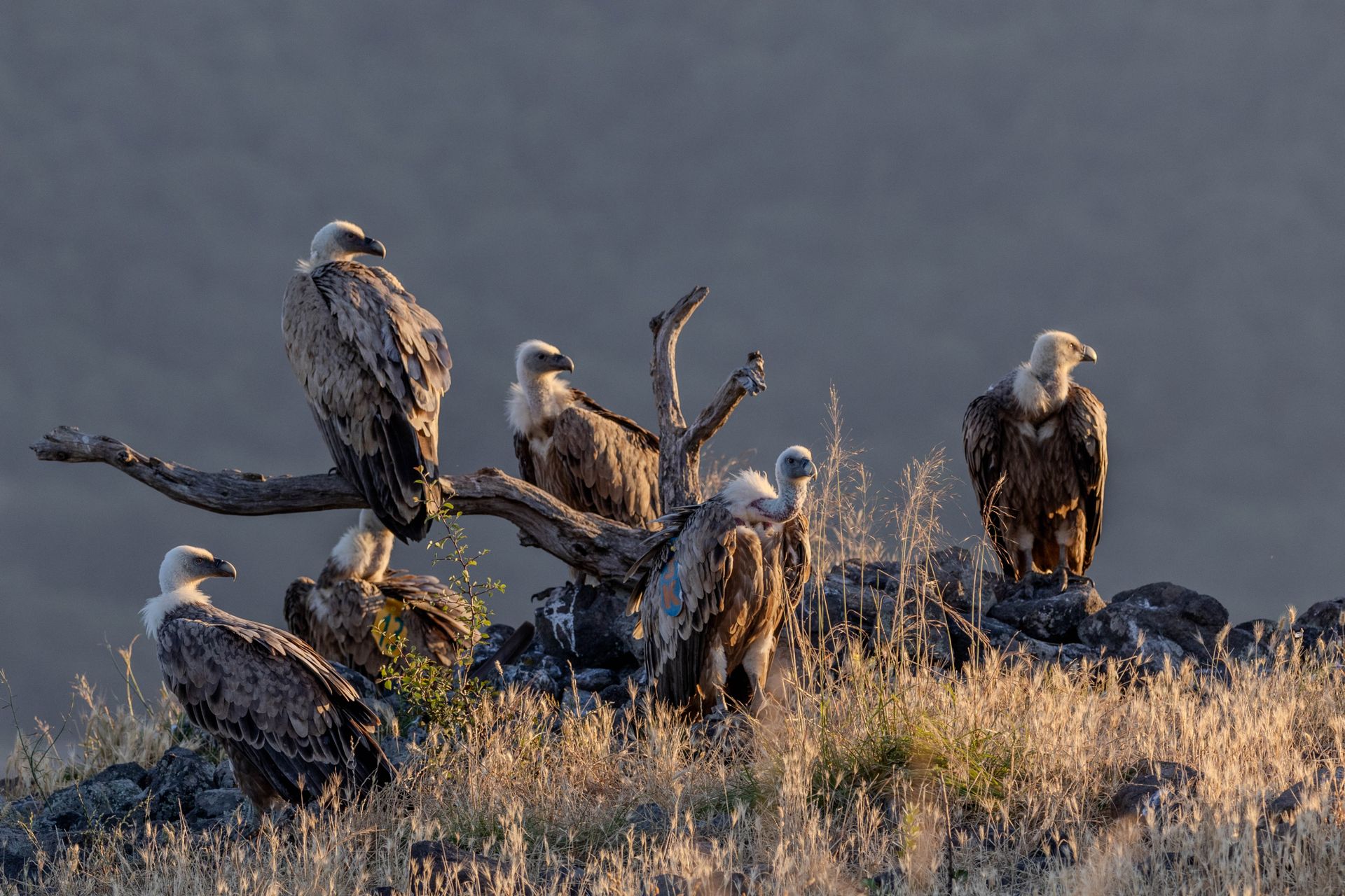 Vultures Perching on the Ground