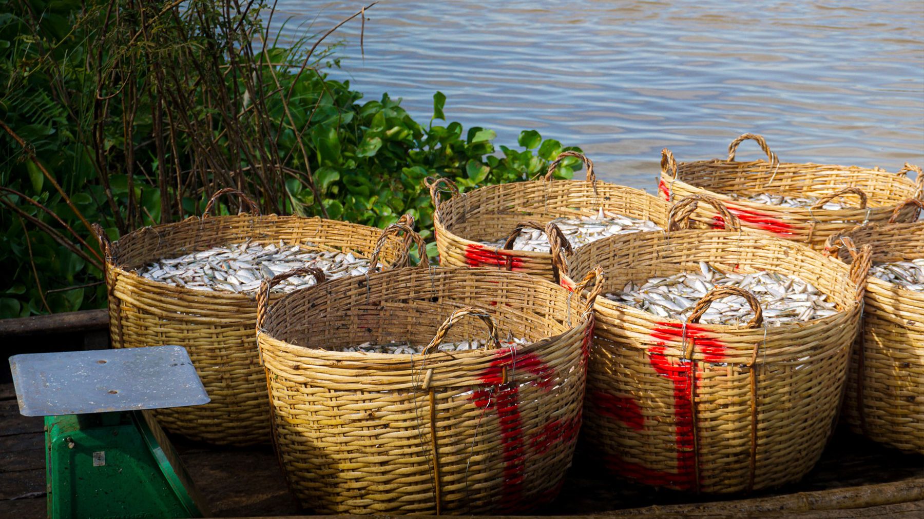 Cesti tradizionali pieni di pesce fresco lungo il fiume Mekong nella provincia di Kandal, Cambogia.