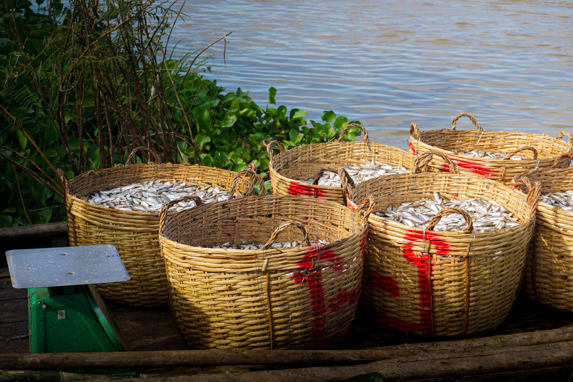Traditional baskets filled with fresh fish alongside the Mekong River in Kandal Province, Cambodia.