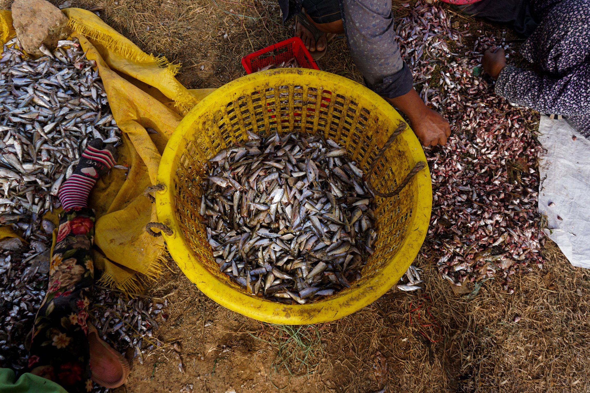 Prahok Factory Prepare Fresh Water Fish to Clean for Making Khmer Prahok · Free Stock ...