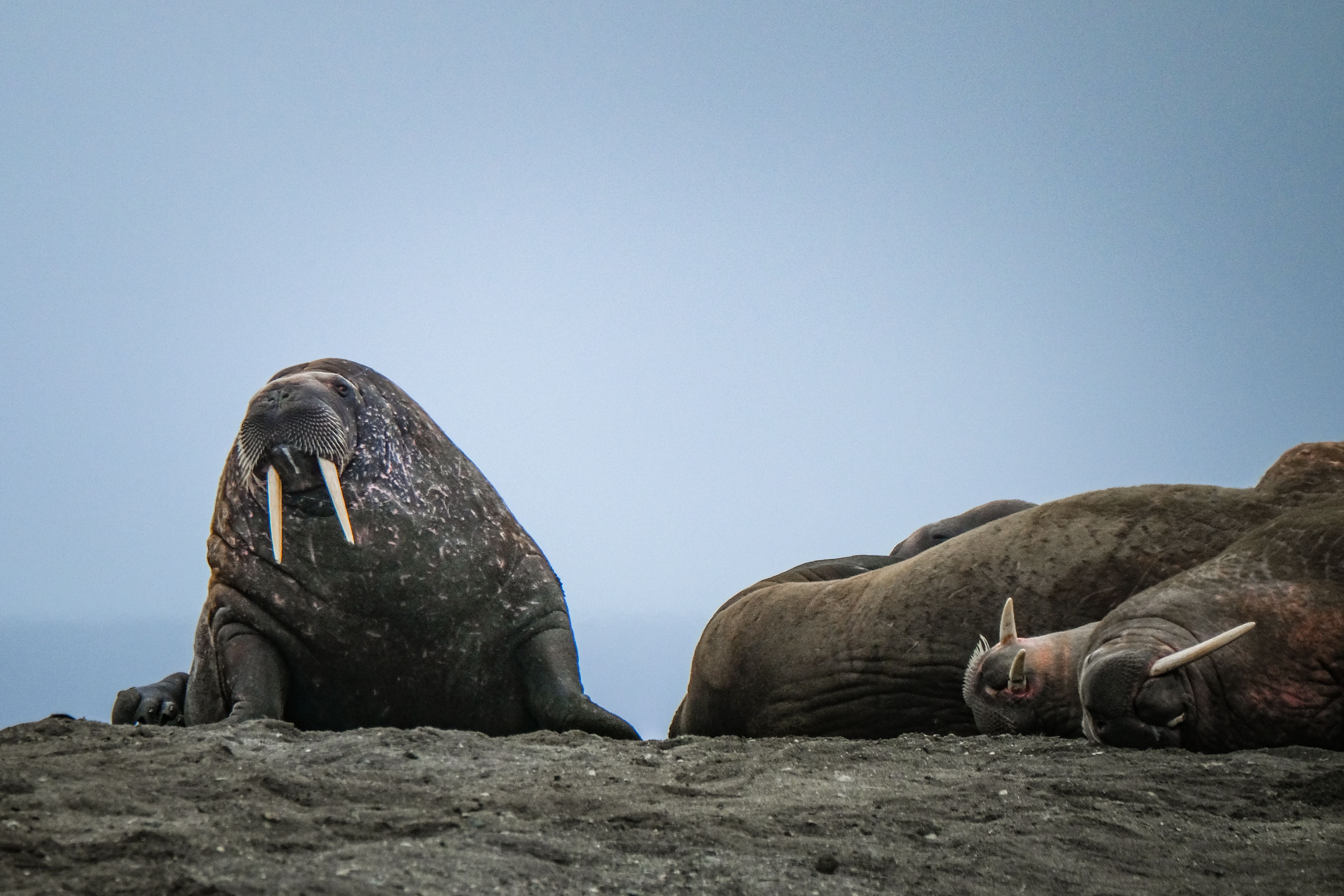 A group of walruses relaxing on the shore, showcasing natural wildlife behavior.