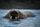 walrus