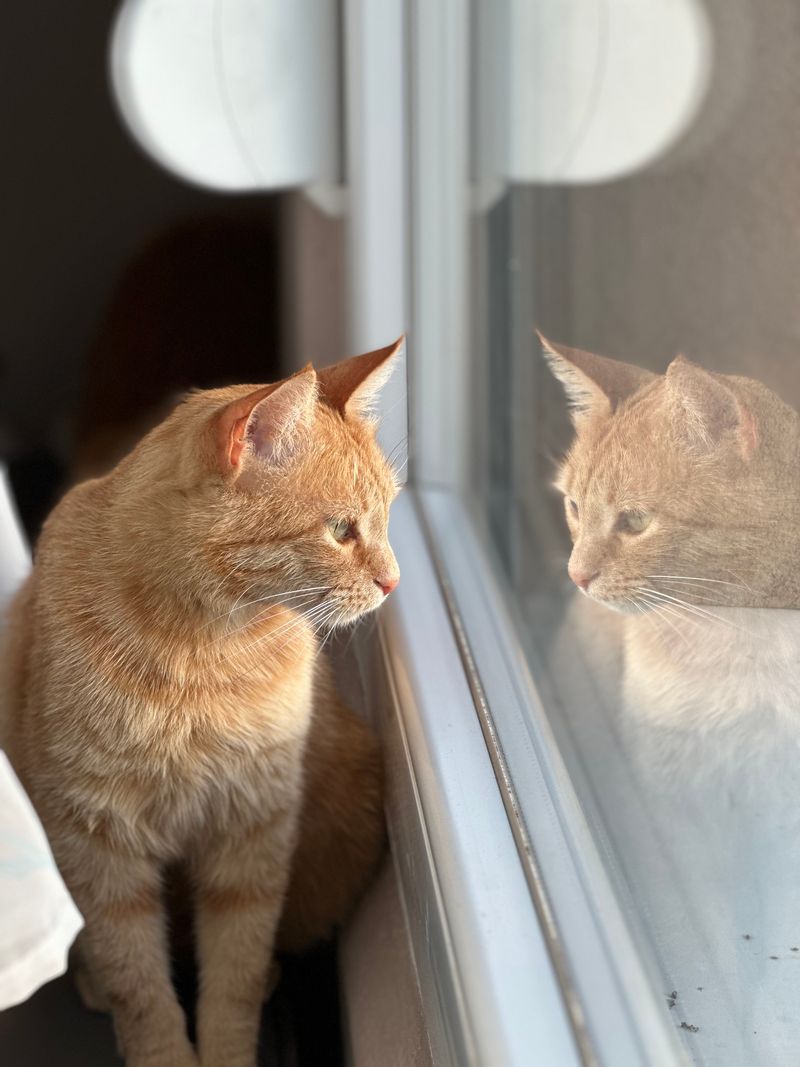 A ginger cat gazing thoughtfully out of a sunlit window