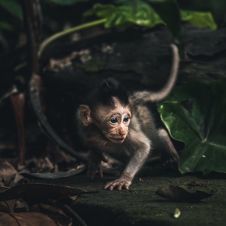 Foto Monyet Muda